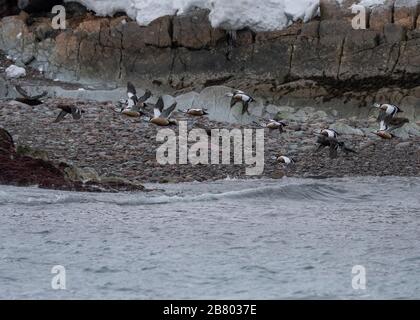 Eider Steller's (Polysticta stelleri), en vol à travers le fjord, Båtasfjord, Varanger, Norvège de l'Arctique Banque D'Images