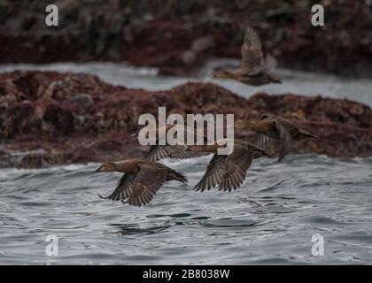 Eider Steller's (Polysticta stelleri), femelles en vol à travers le fjord, Båtasfjord, Varanger, Norvège de l'Arctique Banque D'Images