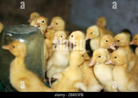 Une foule de petites gaines jaunes près de la gouttière d'alimentation. Oiseau domestique. Banque D'Images