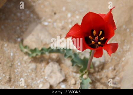 Tulipe sauvage en fleurs (Tulipa systola) Photographiée à Wadi Zin, Negev, Israël en mars Banque D'Images