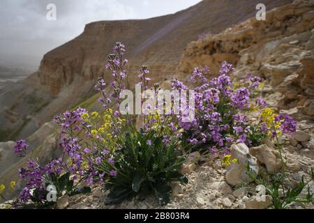 L'aspera de Matthiola, une violette florissante, Après une saison des pluies rare dans le désert du Négev, en Israël, une abondance de fleurs sauvages s'épanouissent et fleurent. Photographié Banque D'Images