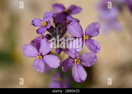 L'aspera de Matthiola, une violette florissante, Après une saison des pluies rare dans le désert du Négev, en Israël, une abondance de fleurs sauvages s'épanouissent et fleurent. Photographié Banque D'Images