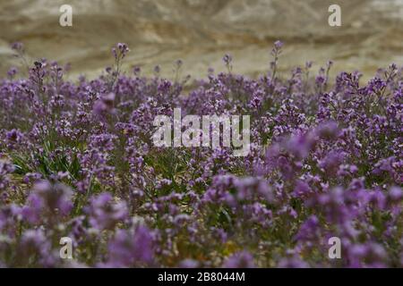 L'aspera de Matthiola, une violette florissante, Après une saison des pluies rare dans le désert du Négev, en Israël, une abondance de fleurs sauvages s'épanouissent et fleurent. Photographié Banque D'Images