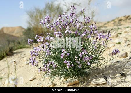 L'aspera de Matthiola, une violette florissante, Après une saison des pluies rare dans le désert du Négev, en Israël, une abondance de fleurs sauvages s'épanouissent et fleurent. Photographié Banque D'Images