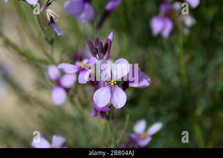 L'aspera de Matthiola, une violette florissante, Après une saison des pluies rare dans le désert du Négev, en Israël, une abondance de fleurs sauvages s'épanouissent et fleurent. Photographié Banque D'Images