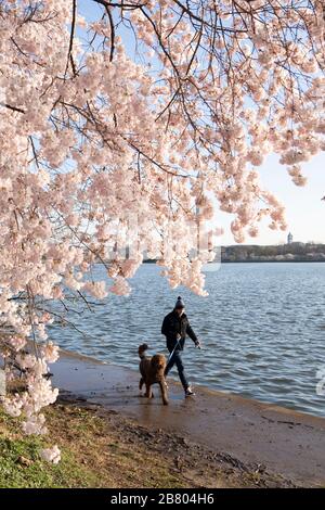 Washington, DC, États-Unis. 18 mars 2020. Un résident marche un chien dans le bassin de Tidal à Washington, DC, aux États-Unis, le 18 mars 2020. Crédit: Liu Jie/Xinhua/Alay Live News Banque D'Images
