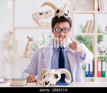 Le professeur fou drôle l'étude de squelettes d'animaux Banque D'Images