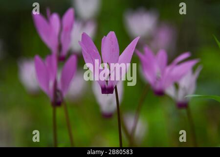 Un groupe de violettes perses Fleuries (Cyclamen persicum). Photographié en Israël en mars. Banque D'Images