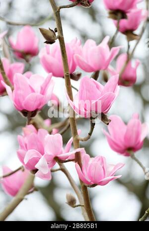 Gros plan de fleurs roses profondes de Magnolia Cambellii Queen Caroline au début du printemps. Banque D'Images