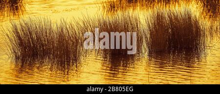 lit reed et toile de fond du marais panorama par affiche dans lumière dorée Banque D'Images