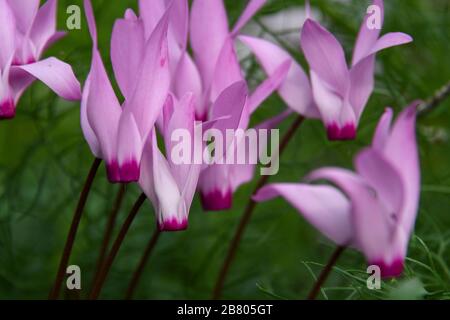 Un groupe de violettes perses Fleuries (Cyclamen persicum). Photographié en Israël en mars. Banque D'Images