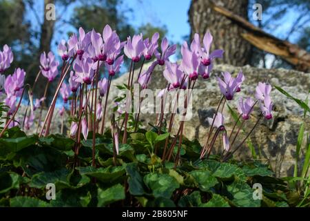 Un groupe de violettes perses Fleuries (Cyclamen persicum). Photographié en Israël en mars. Banque D'Images