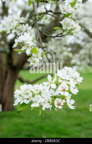 Fleur blanche de Pyrus bretschneideri, de poire ya, de perle, de poire Nashi ou de poire blanche chinoise Banque D'Images