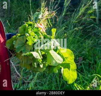 Mains d'une femme qui collecte des légumes dans le jardin. Concept d'agriculture. Banque D'Images