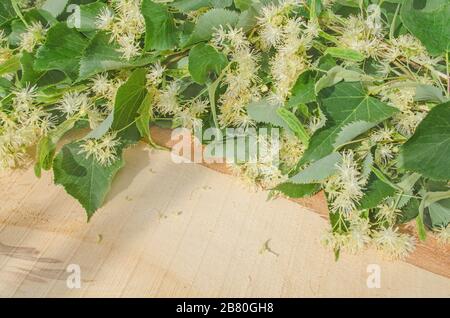 Fleurs de linden sur fond en bois. Fleurs et feuilles de linden closeup Banque D'Images