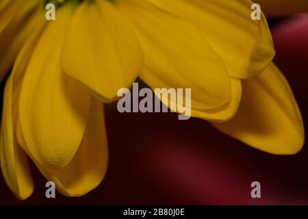 Macro-photo de gros plan Chrysanthemum Banque D'Images