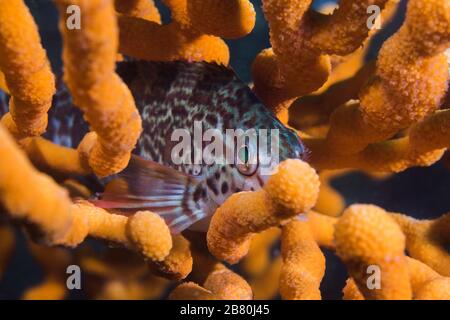 Un poisson rouge (Cheilodactylus fasciatus) assis dans un ventilateur de mer fragile (Eicella tricoronata). Banque D'Images