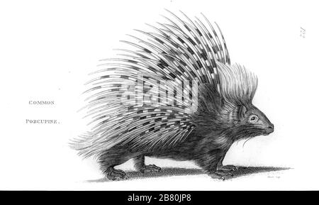 Porcupine de la zoologie générale, ou histoire naturelle Systématique Vol 2 Mammalia, par Shaw, George, 1751-1813; Stephens, James Francis, 1792-1853; Heath, Charles, 1785-1848, graveur; Griffith, Mme, graveur; Chappelow. Copperplate Imprimé à Londres en 1801 par G. Kearsley Banque D'Images