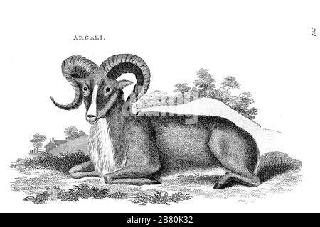 Argali, mouton de montagne (Ovis ammon) de zoologie générale, ou histoire naturelle Systématique Vol II partie 2 Mammalia, par Shaw, George, 1751-1813; Stephens, James Francis, 1792-1853; Heath, Charles, 1785-1848, graveur; Griffith, Mme, graveur; Chappelow. Copperplate Imprimé à Londres en 1801 par G. Kearsley Banque D'Images