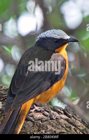 Robin Chat couronné de blanc (Cossypha albicapiila), adulte, Georgetown, Gambie. Banque D'Images