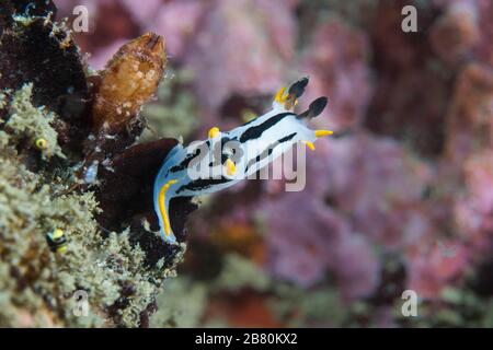 Une nudibranche couronnée (Polycera capensis) Banque D'Images