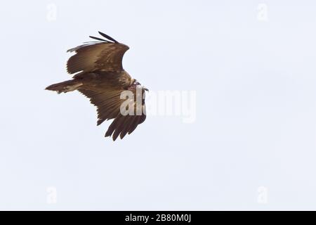 Vautour à capuchon (Necrosyrtes monachus), juvénile en vol, Gambie. Banque D'Images