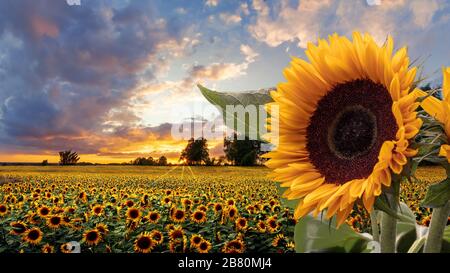 Champ romantique de tournesol au coucher du soleil avec ciel impressionnant et grand tournesol au premier plan. Allemagne Banque D'Images