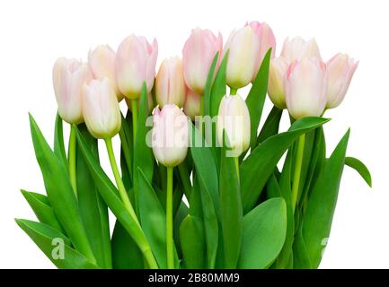 Un grand bouquet de fleurs de tulipes blanches et roses (famille des liliacées, Liliaceae) isolées sur fond blanc, y compris le chemin de découpe. Allemagne Banque D'Images