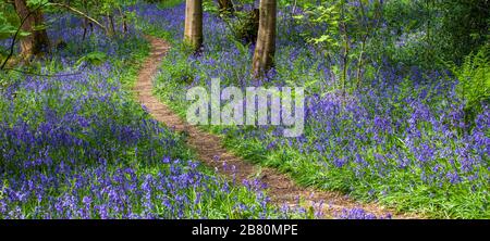 Un chemin à travers les bluebells de Wharfe Woods près d'Ilkley, West Yorkshire Banque D'Images