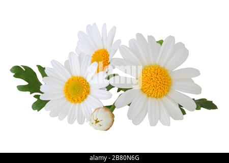 Charmant Daisies (Marguerite) isolé sur fond blanc. Allemagne Banque D'Images