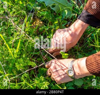 Mains d'une femme qui collecte des légumes dans le jardin. Concept d'agriculture. Banque D'Images