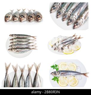 Ensemble d'images avec des plats de maquereau de poisson de mer brut. Sur fond blanc. Banque D'Images