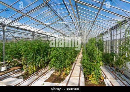 tomates poussant dans une maison verte, chauffé par l'énergie géothermique Banque D'Images