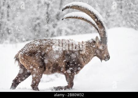 Le roi des Alpes sous la tempête de neige (Capra ibex) Banque D'Images