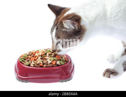 Adorable chat mange d'une plaque. Isolé sur blanc. Banque D'Images