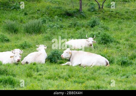 Un troupeau de vaches repose de manière paresseuse sur un pré vert sur les montagnes italiennes Banque D'Images