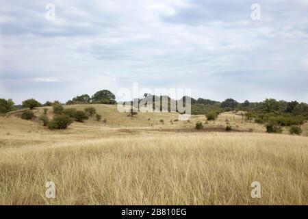 Delipajska pescara, réserve naturelle spéciale, Serbie. Dunes à Deliblato Sands à Banat, Voïvodine. Banque D'Images