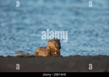 Une loutre eurasienne (lutra lutra) aux proies, prise dans un loch de mer sur l'île de Mull, en Écosse. Banque D'Images