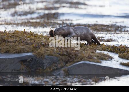 Une loutre eurasienne (lutra lutra) aux proies, prise dans un loch de mer sur l'île de Mull, en Écosse. Banque D'Images