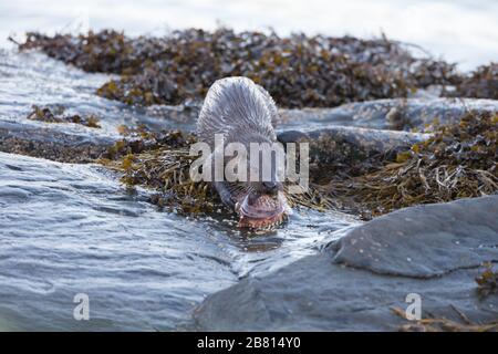 Une loutre eurasienne (lutra lutra) aux proies, prise dans un loch de mer sur l'île de Mull, en Écosse. Banque D'Images