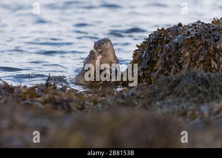 Les loutres eurasiennes (lutra lutra) combattent dans l'eau au bord d'un loch maritime, sur l'île de Mull, en Écosse. Banque D'Images