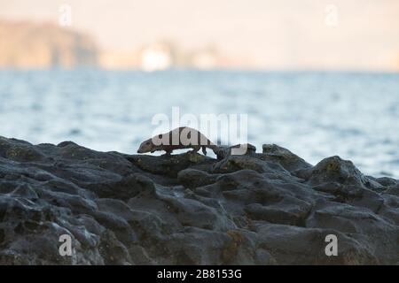 La loutre eurasienne sauvage (lutra lutra) du loch, sur la rive, s'emboîte autour de son territoire sur l'île de Mull, en Écosse. Banque D'Images