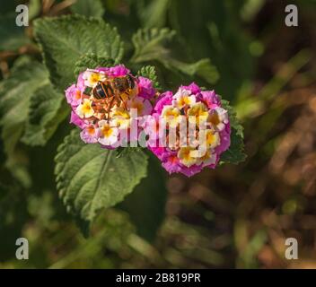 Eristalis tenax, Drone Fly Feeding sur une plante de Lantana Banque D'Images