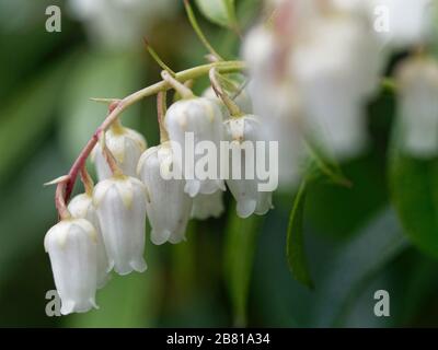 Gros plan sur les fleurs blanches en forme de cloche de pieris, arbuste vert-vert de la flamme de forêt Banque D'Images