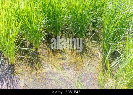 Vue rapprochée des plants de riz en été, dans l'eau du rizières irriguées de campagne, prêtes à la récolte. Kanazawa, préfecture d'Ishikawa, Japon Banque D'Images