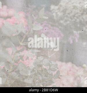 Carte de design à partir d'un bouquet d'eucalyptus sur fond de roses. Banque D'Images