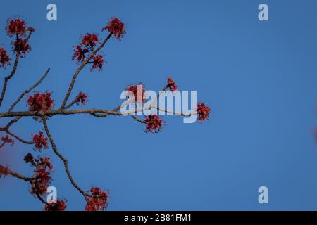 Érable rouge, Acer rubrum, bourgeons à fleurs printanières fond bleu ciel Banque D'Images