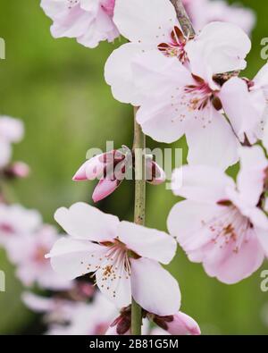 Fleurs et bourgeons de cerisier noir (Prunus cerasifera Nigra) - gros plan. Banque D'Images
