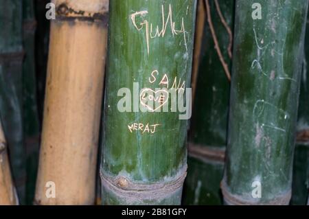 Gros plan des scripts gravés sur Bamboo Tree. Les noms et les signes d'amour les personnages de coeurs sculptés dans la plante de bambou. Beau, je t'aime graffitis sur un bambou Banque D'Images