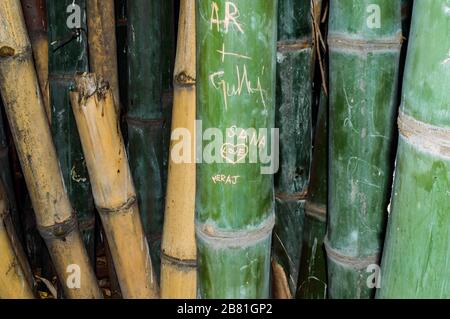 Gros plan des scripts gravés sur Bamboo Tree. Les noms et les signes d'amour les personnages de coeurs sculptés dans la plante de bambou. Beau, je t'aime graffitis sur un bambou Banque D'Images